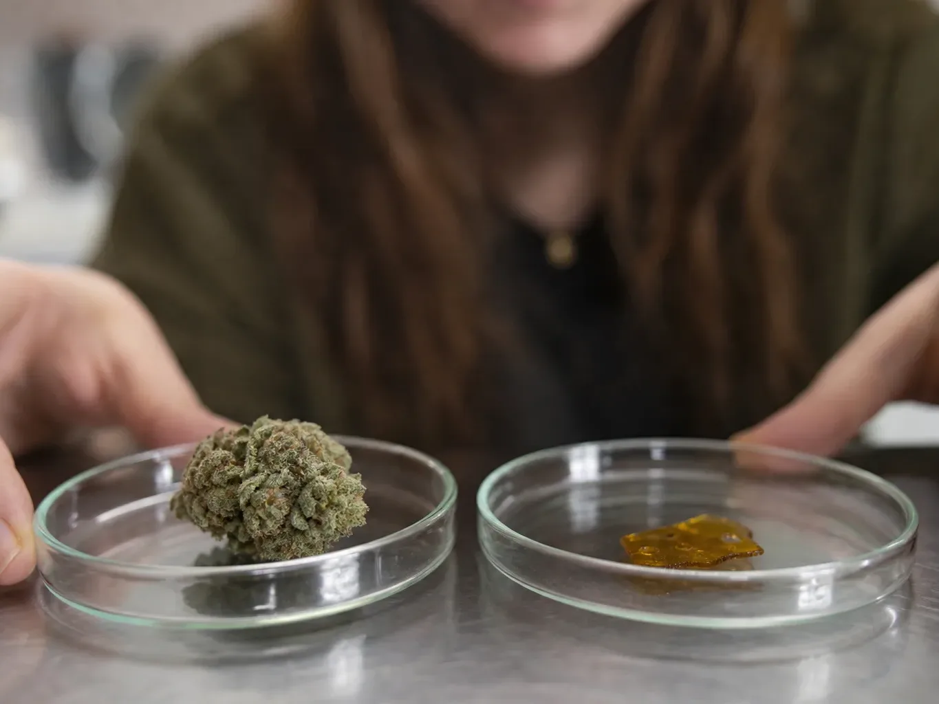 A side-by-side comparison of a cannabis flower bud and a small concentrate slab on separate petri dishes