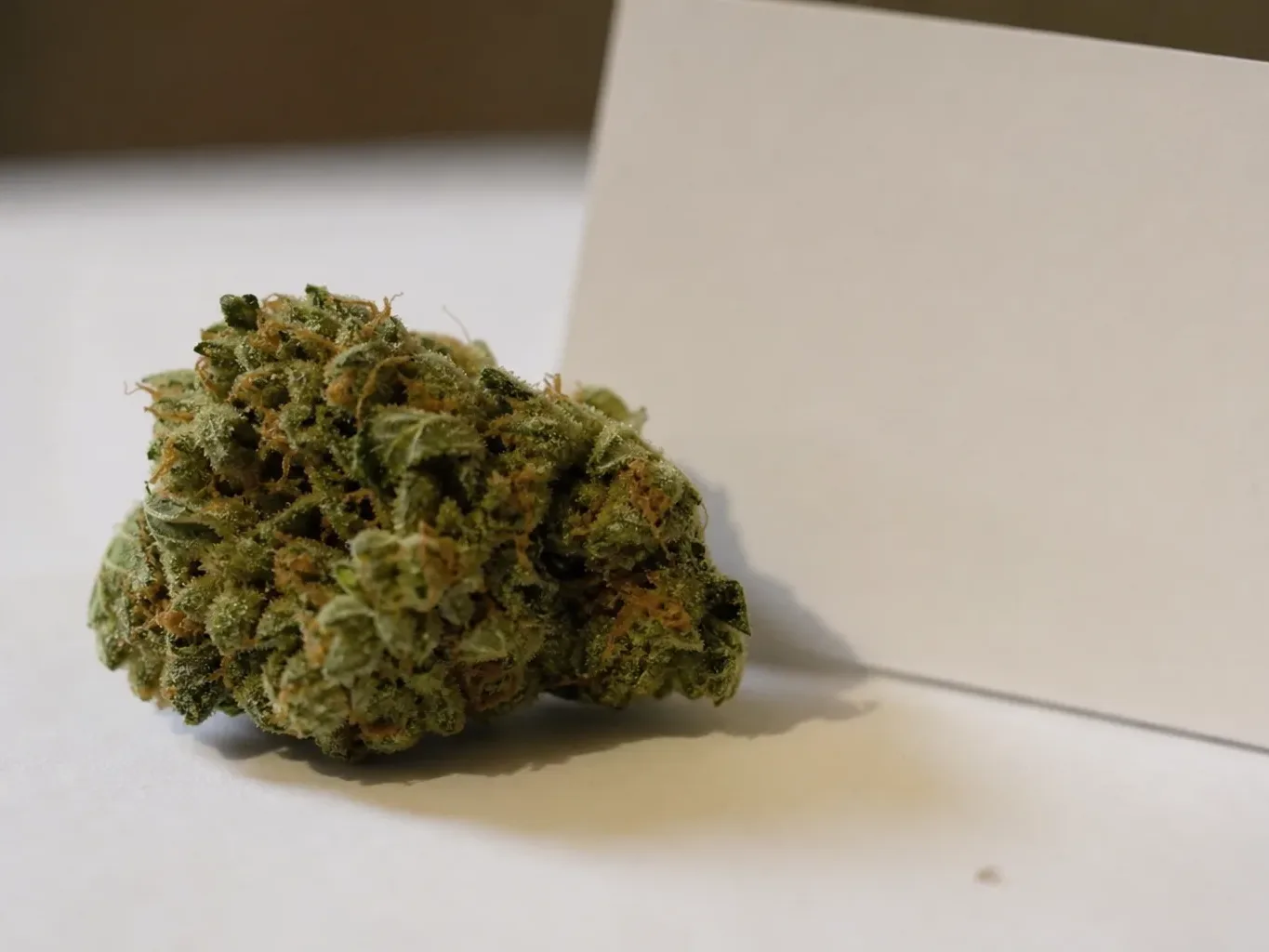 A close-up of a cannabis flower bud resting on a white surface next to a small informational card